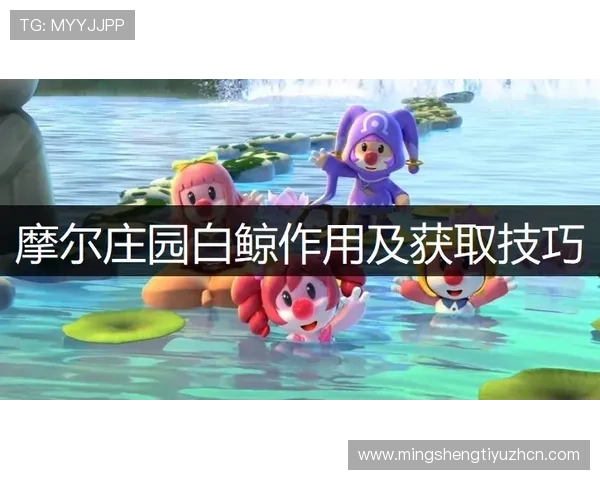 庄闲和的投注技巧详解，从入门到精通的实用操作指南